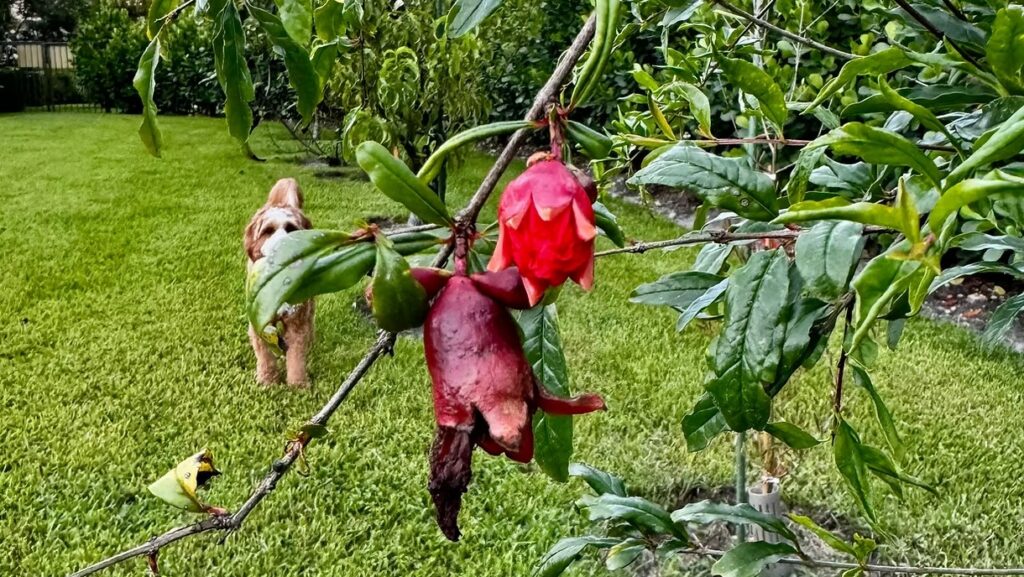 Pomegranate Tree