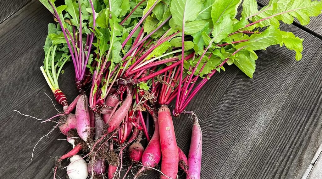 Radish Harvest