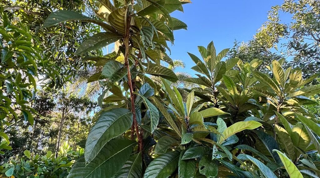 Loquat Tree