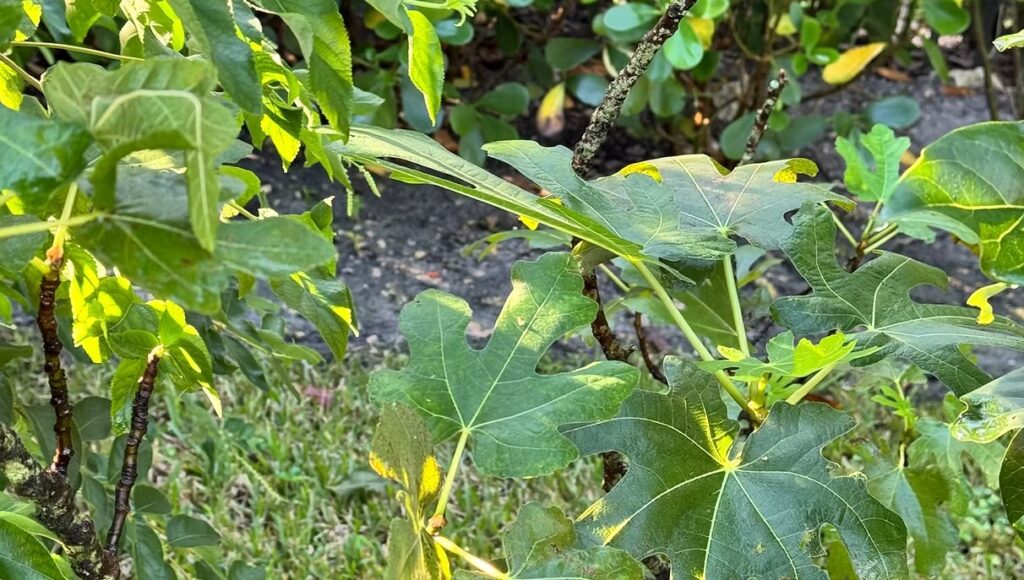 Fig Tree