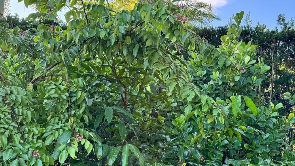 Achacha Plant