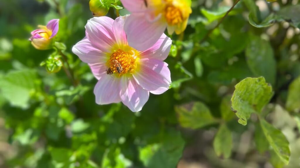 Pink Dahlia