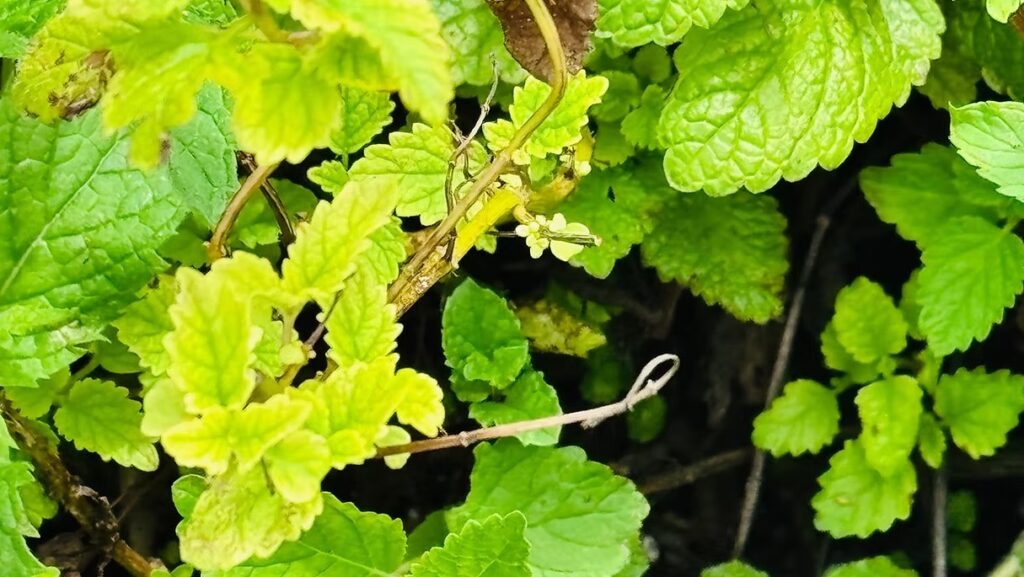 Lemon Balm and Mint