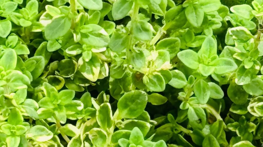 Variegated Thyme