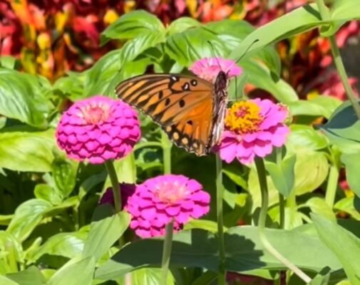 The Enchanting Role of Butterflies in Enhancing Garden Aesthetics and Wellness