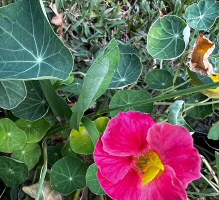 Unlocking the Incredible Benefits of Cultivating Nasturtiums in Your Garden