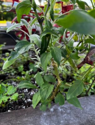 Common Issues and Solutions for Growing Jalapeño Plants